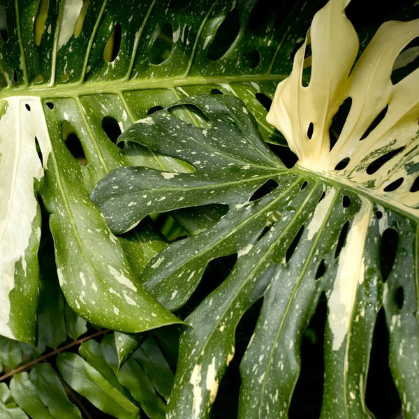 Tipos de Monstera