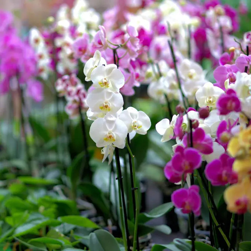 Tipos de Orquídeas