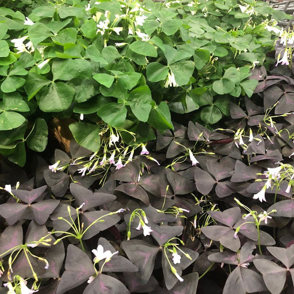Tipos de Oxalis
