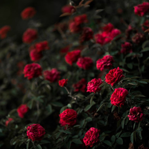 Tipos de Roseiras