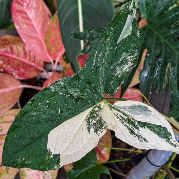 Tipos de Syngonium