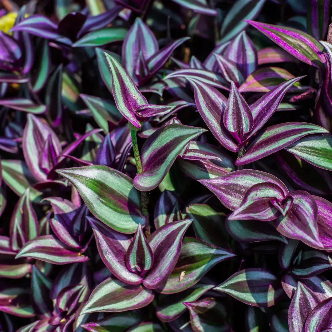 tipos-de-tradescantia