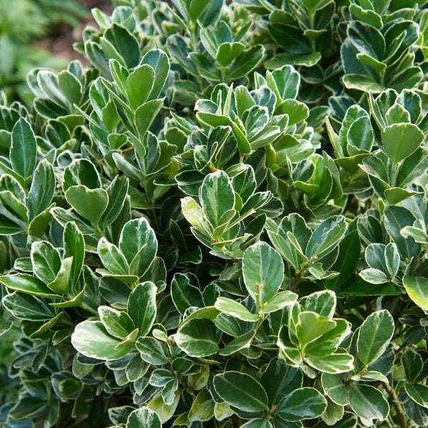 Tipos de Euonymus