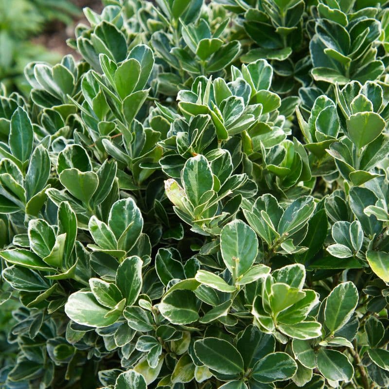 Como Cuidar do Euonymus