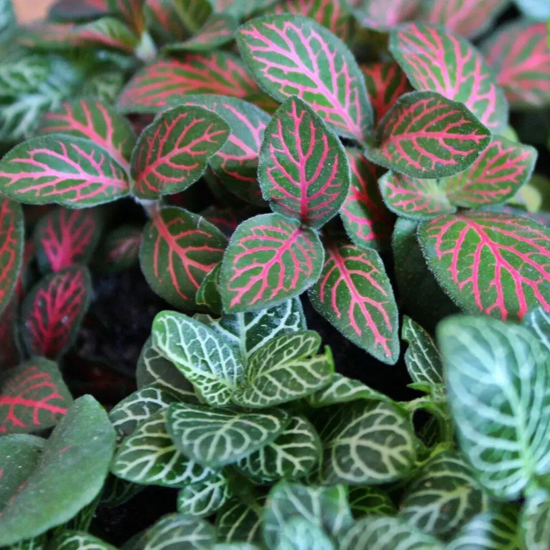 tipos-fittonia