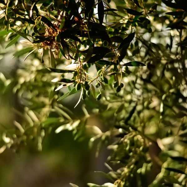 Tipos de Oliveira
