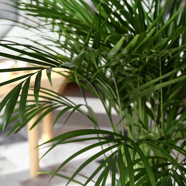 Tipos de Palmeira Areca