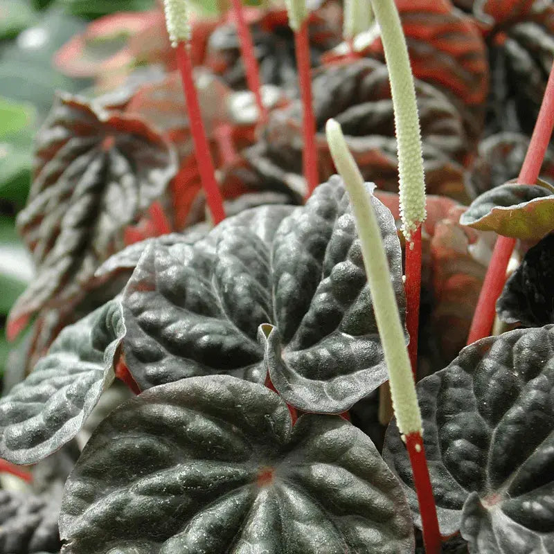 Tipos de Peperomia