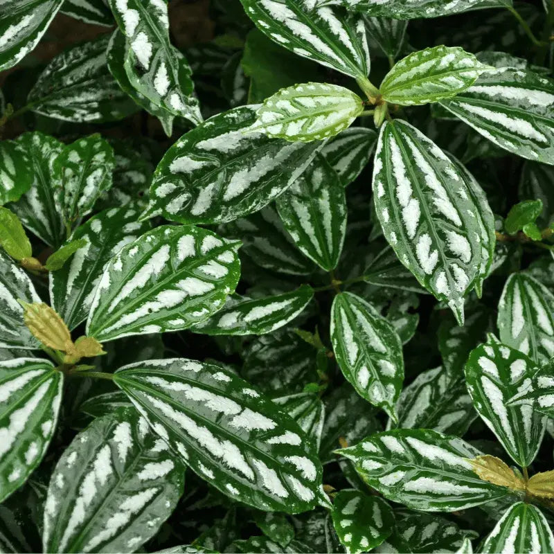 Tipos de Pilea