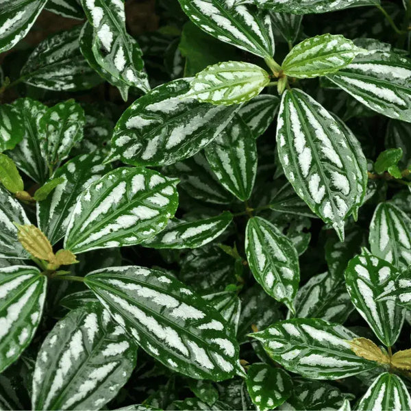 Tipos de Pilea