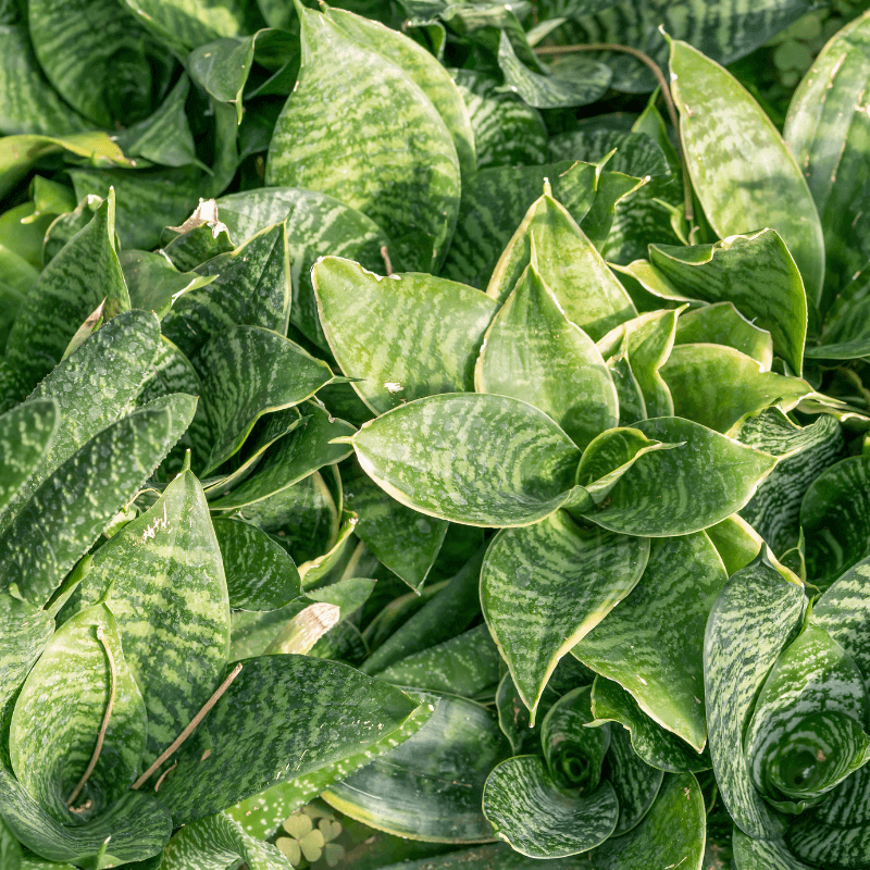 tipos-sansevieria
