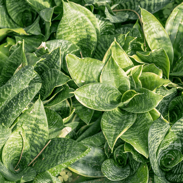 Tipos de Sansevieria
