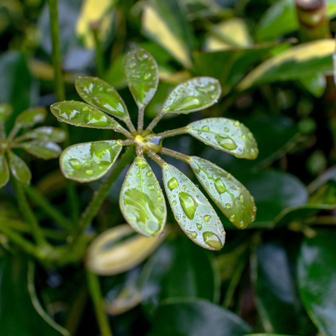 tipos-schefflera