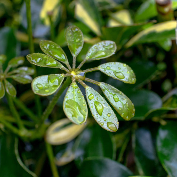 Tipos de Schefflera