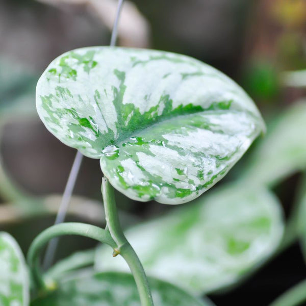 Tipos de Scindapsus