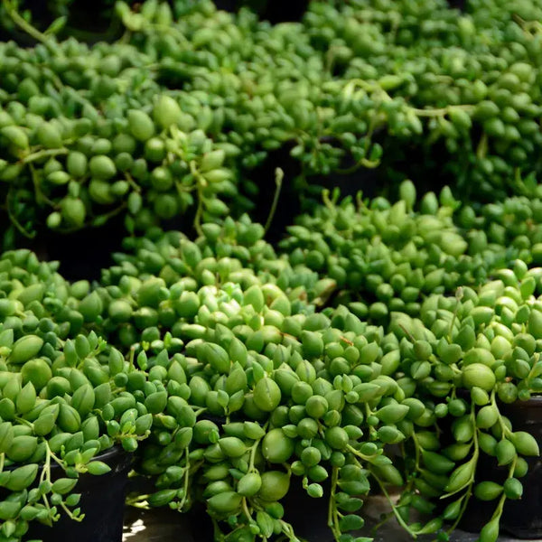 Tipos de Senecio