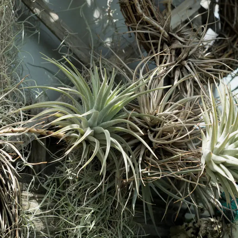 tipos-tillandsia