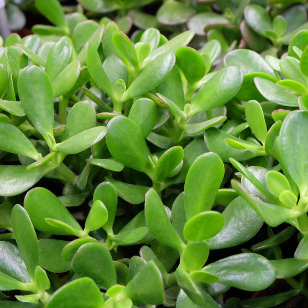 Tipos de Planta-jade