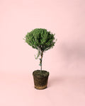 Tomilho Arbusto M