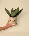 Toy Plant – Sansevieria - Pur Plant