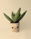 Planta Brinquedo – Sansevieria