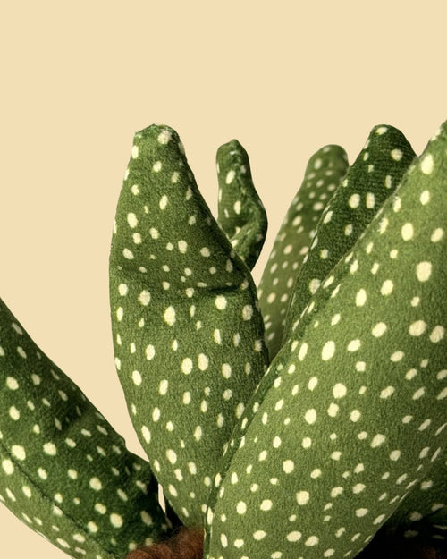 Toy Plant – Sansevieria - Pur Plant