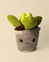 Toy Plant – Suculenta - Pur Plant