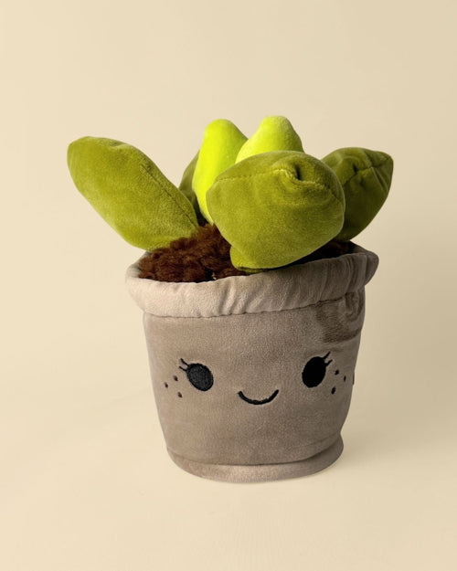 Toy Plant – Suculenta - Pur Plant