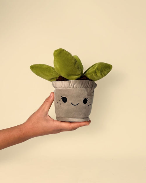 Toy Plant – Suculenta - Pur Plant