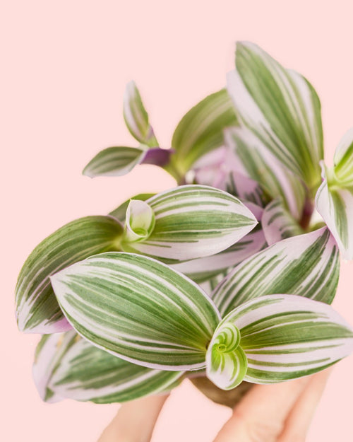 Tradescantia Nanouk Mini - Pur Plant