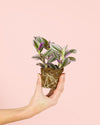 Tradescantia Nanouk Mini - Pur Plant