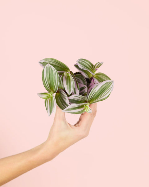 Tradescantia Nanouk Mini