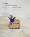 tradescantia-nanouk-mini-packaging