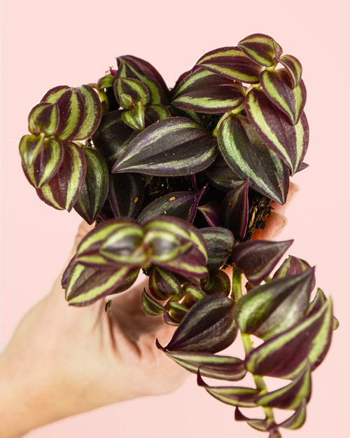 Tradescantia Purple Mini - Pur Plant