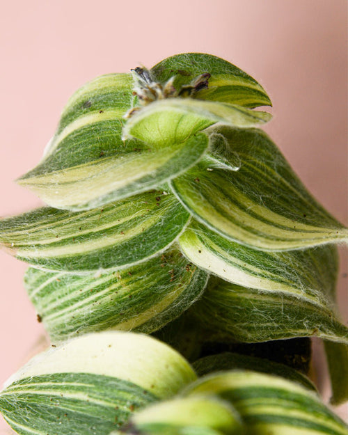 Tradescantia Variegada Mini - Pur Plant