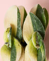 Tradescantia Variegada Mini - Pur Plant