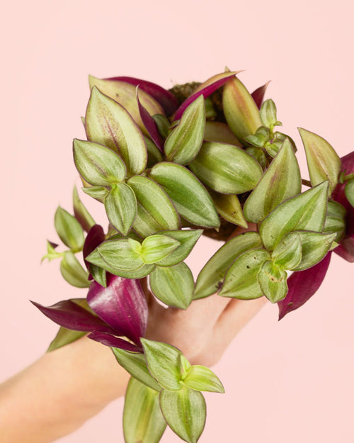 Tradescantia Zebrina Mini - Pur Plant