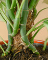 Tutor Fibra de Coco 75 cm - Pur Plant