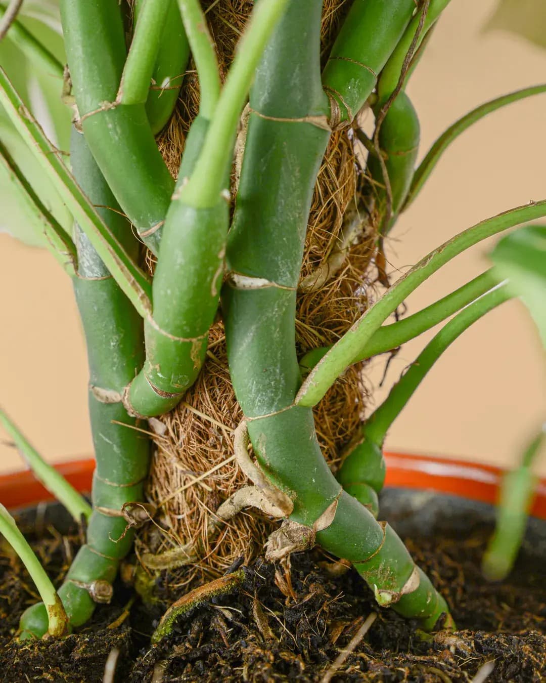 Tutor Fibra de Coco 75 cm - Pur Plant