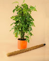 Tutor Fibra de Coco 75 cm - Pur Plant