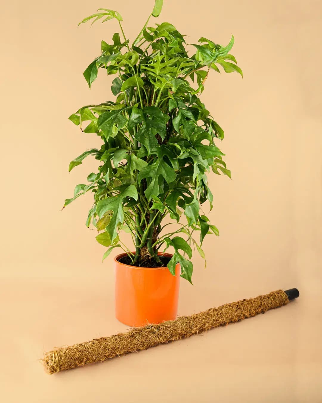 Tutor Fibra de Coco 75 cm - Pur Plant
