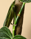 Tutor Natural para Plantas 51 cm - Pur Plant