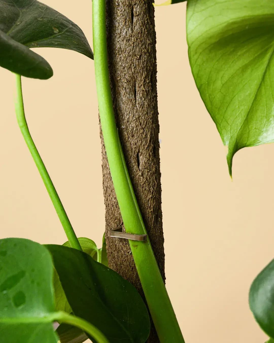 Tutor Natural para Plantas 75cm - Pur Plant