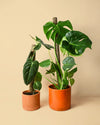 Tutor Natural para Plantas 75cm - Pur Plant