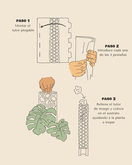 Tutor Transparente de Musgo 30 cm - Pur Plant