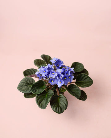 Violeta Africana Saintpaula Mix M
