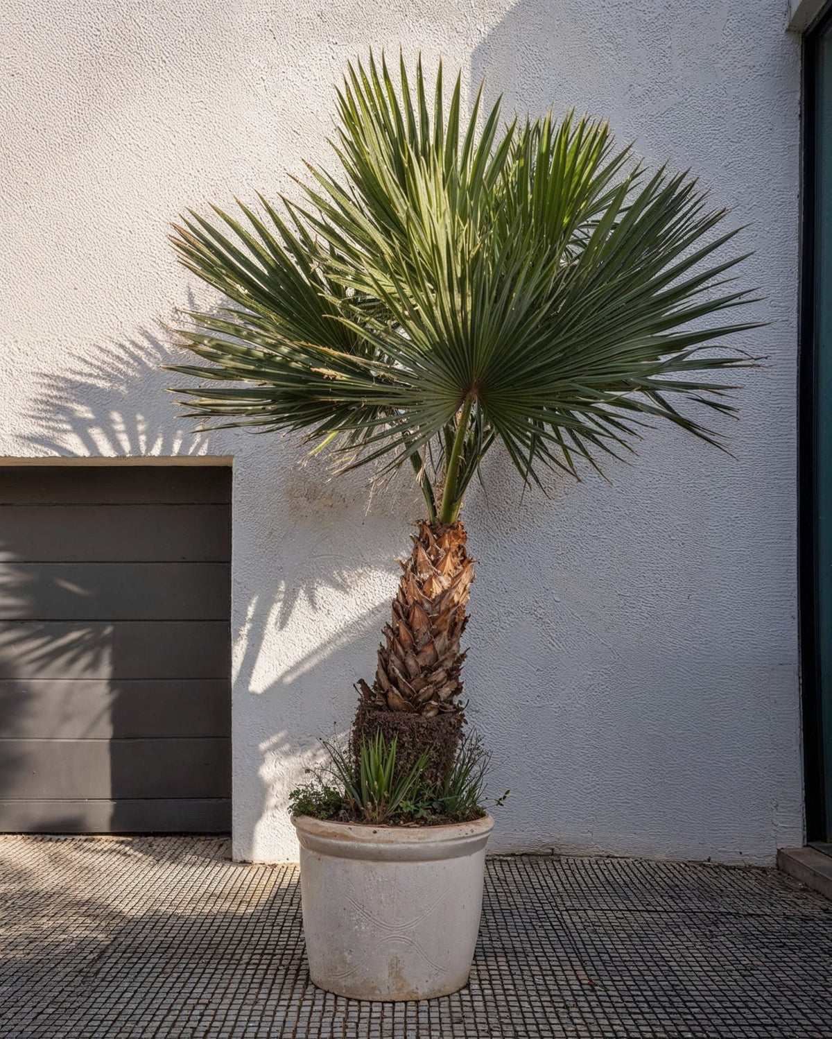 Washingtonia Robusta Palmera XXL - Pur Plant