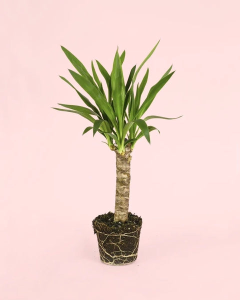 Yucca Elephantipes