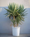 Yucca Elephantipes XXL - Pur Plant