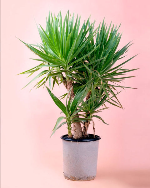 Yucca Elephantipes XXL